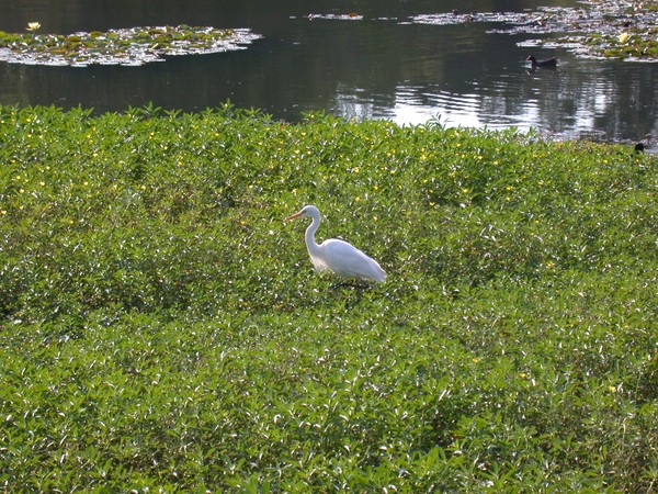 Intermediate Egret